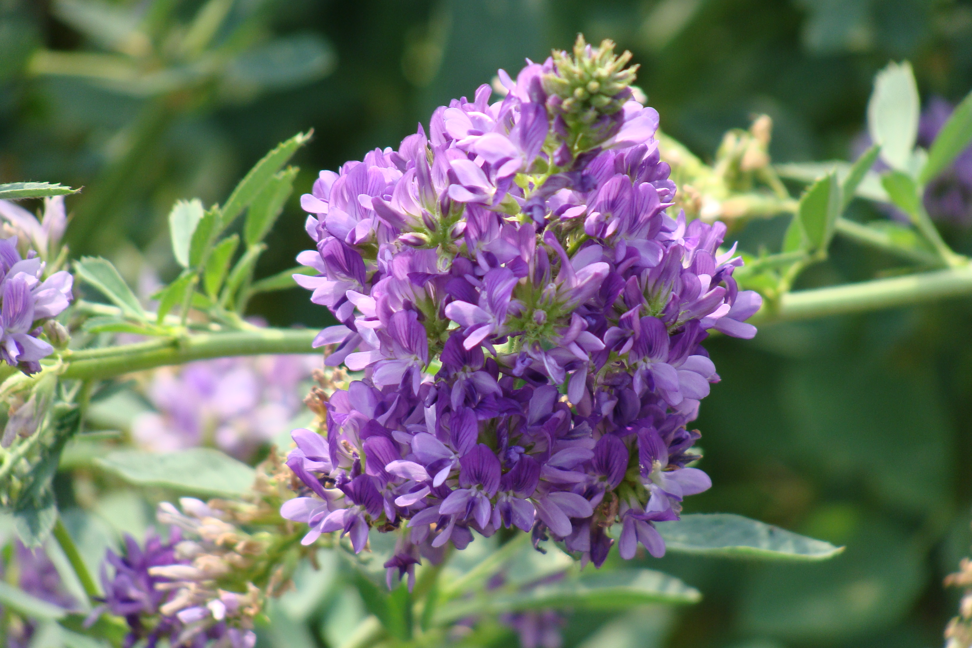 lucerne flowering